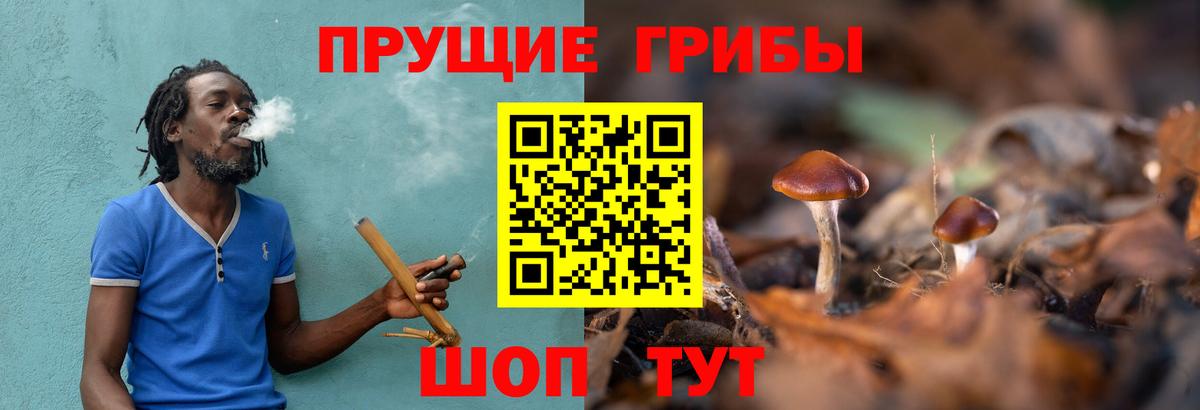 Псилоцибиновые грибы Psilocybe  Вход с VPN  Искитим 